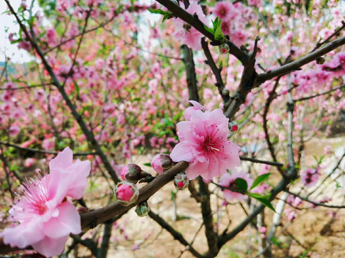 微信圖片_20200326145440.jpg